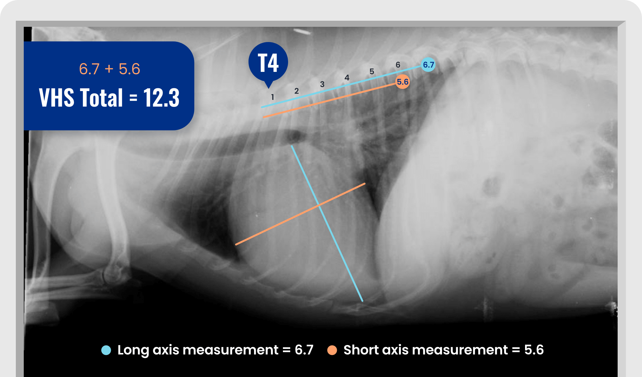 Previous Xray Poppy